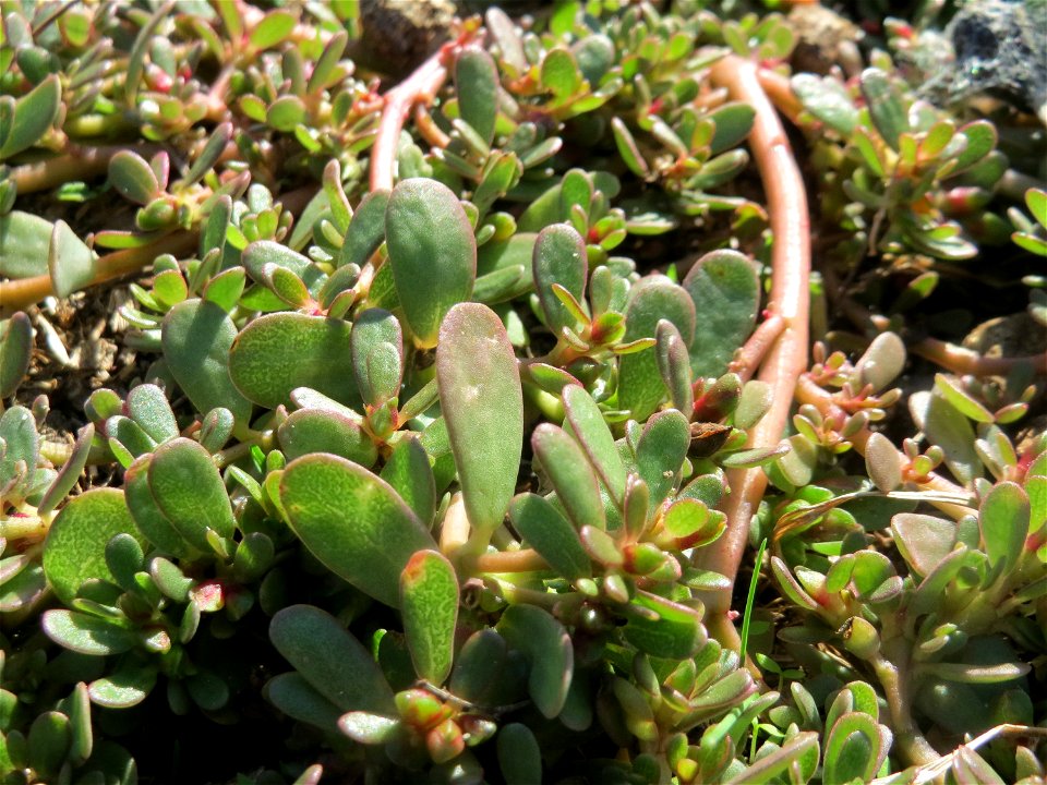 Portulak (Portulaca oleracea) am Rand vom Naturschutzgebiet Gewann Frankreich-Wiesental