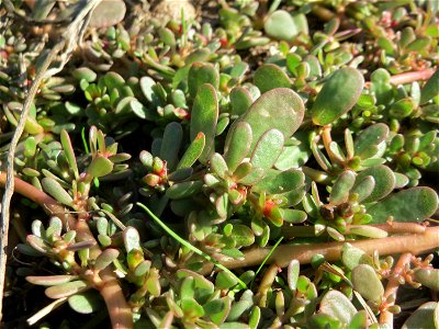 Portulak (Portulaca oleracea) am Rand vom Naturschutzgebiet Gewann Frankreich-Wiesental