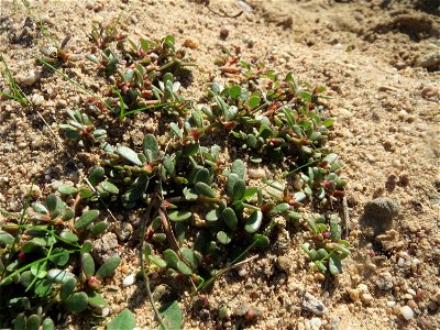 Portulak (Portulaca oleracea) am Rand vom Naturschutzgebiet Gewann Frankreich-Wiesental
