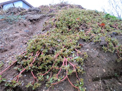 Portulak (Portulaca oleracea) in Hockenheim