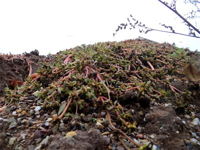 Portulak (Portulaca oleracea) in Hockenheim