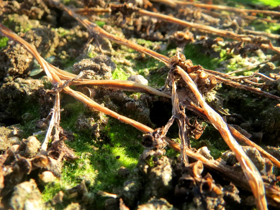 Portulak (Portulaca oleracea) in Hockenheim - typische Ruderalfpflanze auf offenen Sandflächen am Ackerrand. Um diese Jahreszeit verabschiedet er sich langsam bevor er im Juni wieder auftaucht.