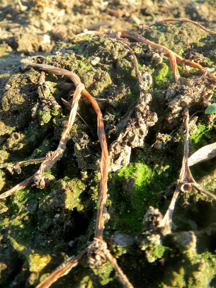 Portulak (Portulaca oleracea) in Hockenheim - typische Ruderalfpflanze auf offenen Sandflächen am Ackerrand. Um diese Jahreszeit verabschiedet er sich langsam bevor er im Juni wieder auftaucht.