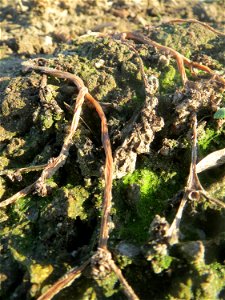 Portulak (Portulaca oleracea) in Hockenheim - typische Ruderalfpflanze auf offenen Sandflächen am Ackerrand. Um diese Jahreszeit verabschiedet er sich langsam bevor er im Juni wieder auftaucht.