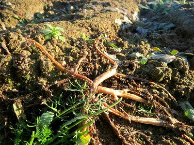Portulak (Portulaca oleracea) bei Reilingen - typische Ruderalfpflanze auf offenen Sandflächen am Ackerrand. Um diese Jahreszeit verabschiedet er sich langsam bevor er im Juni wieder auftaucht.