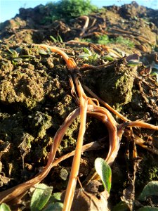 Portulak (Portulaca oleracea) bei Reilingen - typische Ruderalfpflanze auf offenen Sandflächen am Ackerrand. Um diese Jahreszeit verabschiedet er sich langsam bevor er im Juni wieder auftaucht.