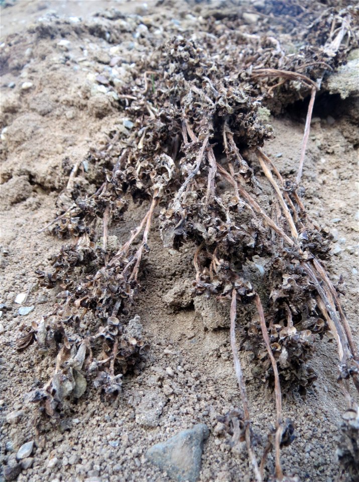 Mumienbotanik: Portulak (Portulaca oleracea) auf einer Ruderalfläche an der Berlinallee in Hockenheim