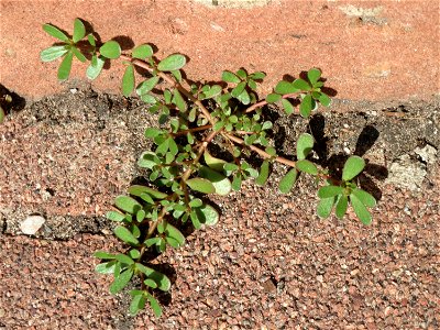 Ritzenbotanik: Portulak (Portulaca oleracea) an der Friedhofsmauer in Hockenheim