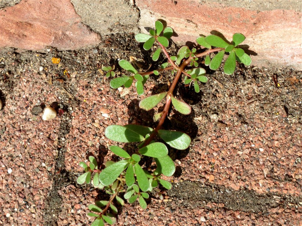 Ritzenbotanik: Portulak (Portulaca oleracea) an der Friedhofsmauer in Hockenheim