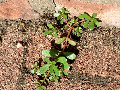 Ritzenbotanik: Portulak (Portulaca oleracea) an der Friedhofsmauer in Hockenheim