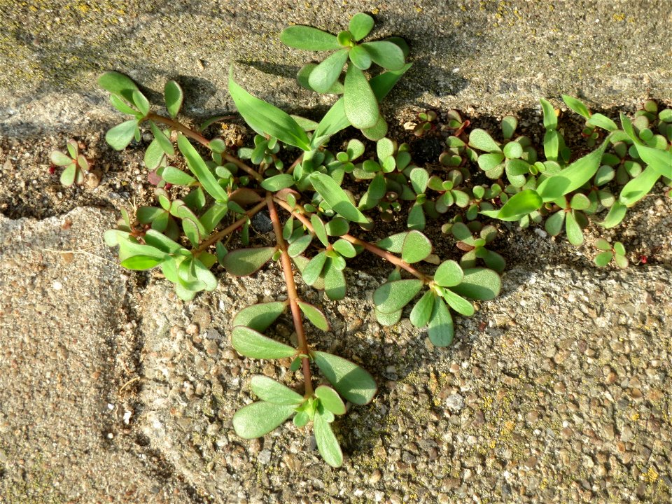 Portulak (Portulaca oleracea) am Hauptbahnhof Mannheim