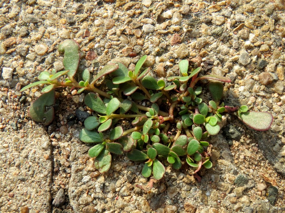 Portulak (Portulaca oleracea) am Hauptbahnhof Mannheim