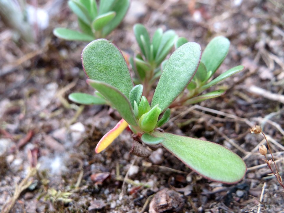Portulak (Portulaca oleracea) am Hockenheimer Baggersee in der Schwetzinger Hardt