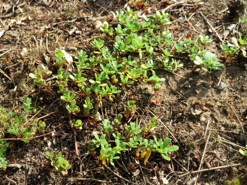 Portulak (Portulaca oleracea) am Hockenheimer Baggersee in der Schwetzinger Hardt