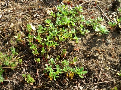 Portulak (Portulaca oleracea) am Hockenheimer Baggersee in der Schwetzinger Hardt