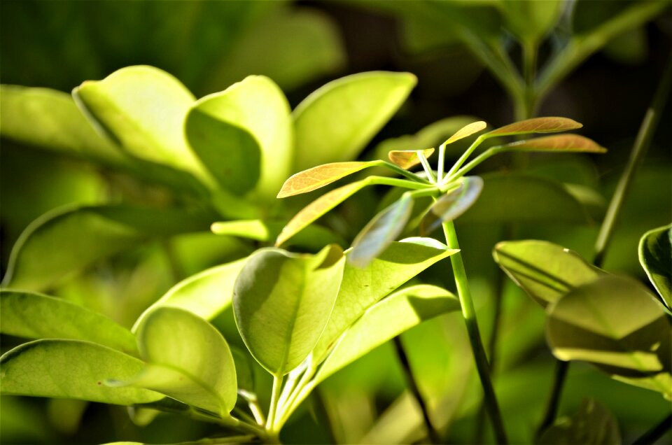 Nature environment leaf