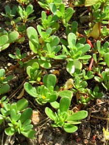 Portulak (Portulaca oleracea) am Hockenheimer Baggersee in der Schwetzinger Hardt