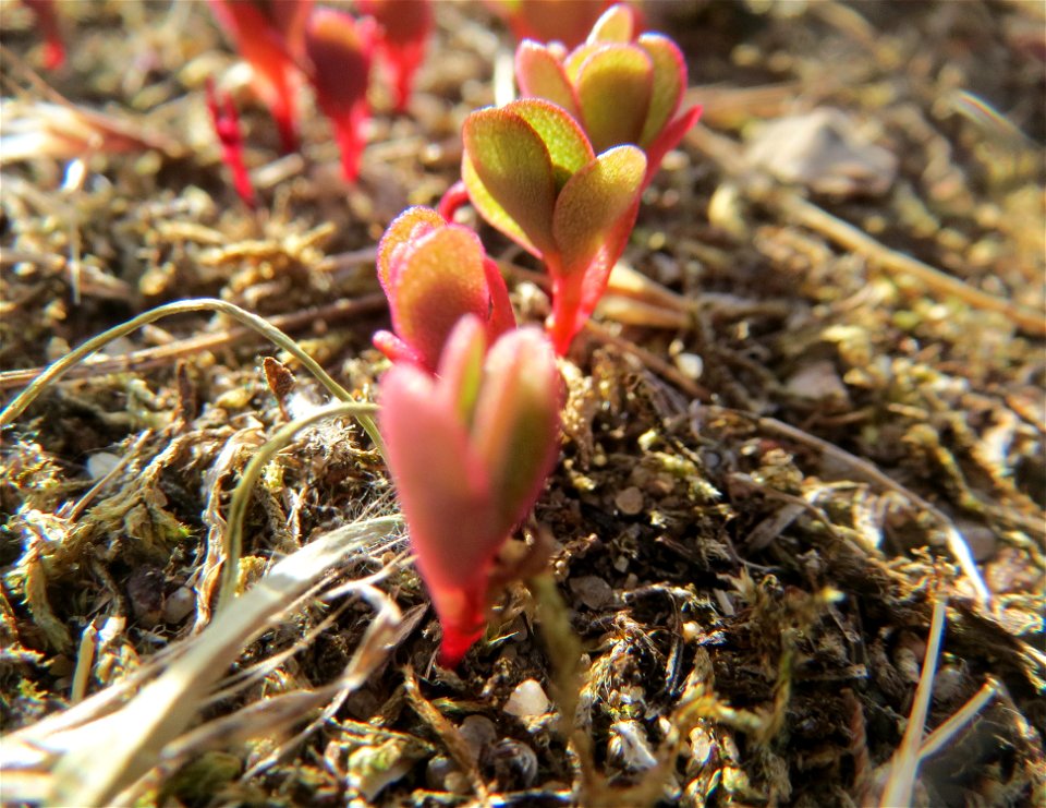Ganz junger Portulak (Portulaca oleracea) auf einer Streuobstwiese in Hockenheim