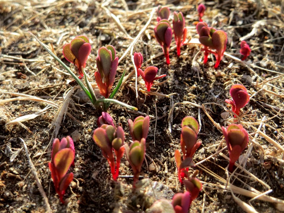 Ganz junger Portulak (Portulaca oleracea) auf einer Streuobstwiese in Hockenheim