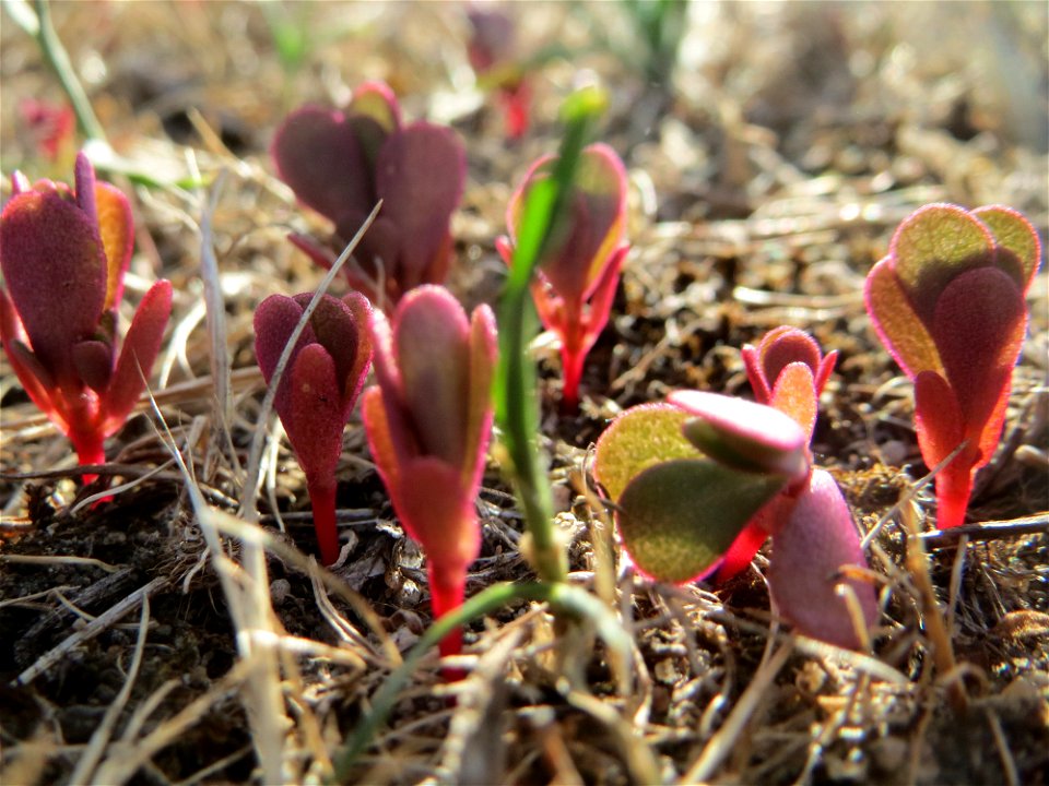 Ganz junger Portulak (Portulaca oleracea) auf einer Streuobstwiese in Hockenheim