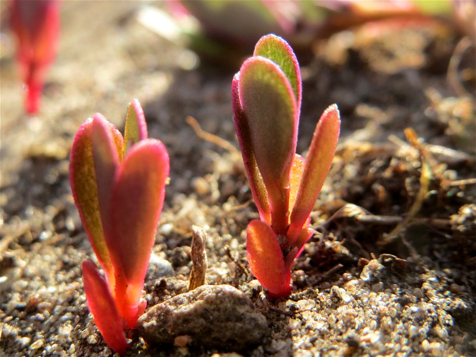 Ganz junger Portulak (Portulaca oleracea) auf einer Streuobstwiese in Hockenheim