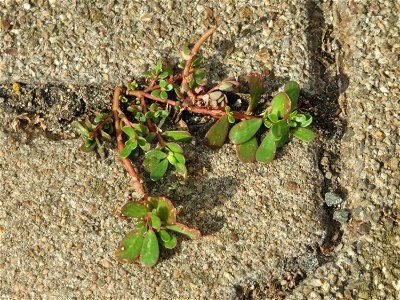 Portulak (Portulaca oleracea) am Hauptbahnhof Mannheim