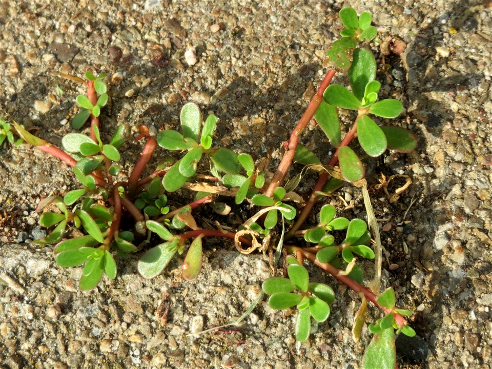 Portulak (Portulaca oleracea) am Hauptbahnhof Mannheim