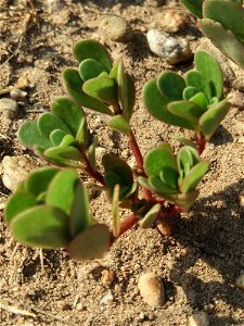 Portulak (Portulaca oleracea) in Hockenheim-Talhaus
