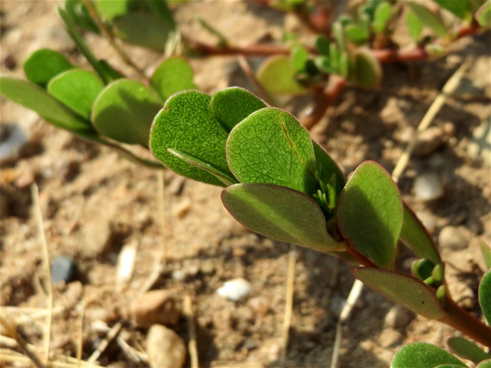 Portulak (Portulaca oleracea) in Hockenheim-Talhaus