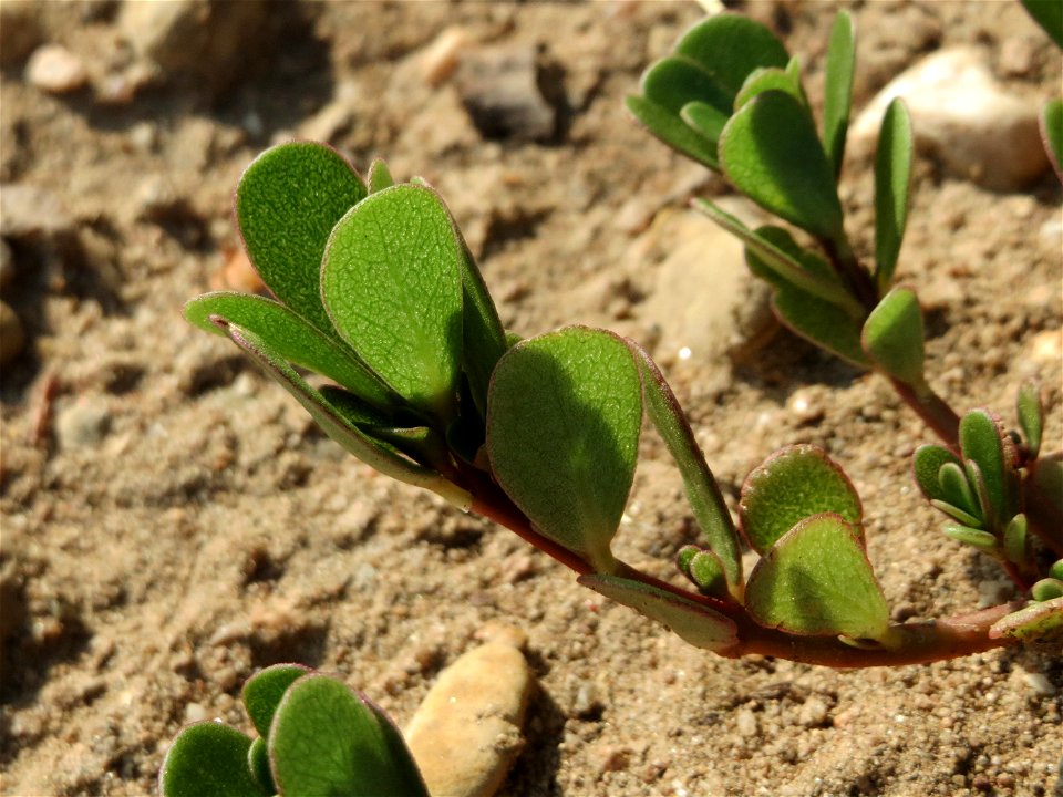 Portulak (Portulaca oleracea) in Hockenheim-Talhaus
