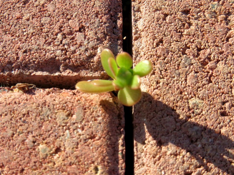 minimalistische Ritzenbotanik: Portulak (Portulaca oleracea) auf Pflastersteinen am Messplatz in Hockenheim
