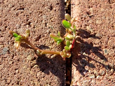 minimalistische Ritzenbotanik: Portulak (Portulaca oleracea) auf Pflastersteinen am Messplatz in Hockenheim