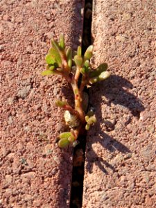 minimalistische Ritzenbotanik: Portulak (Portulaca oleracea) auf Pflastersteinen am Messplatz in Hockenheim