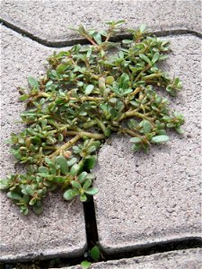 Ritzenbotanik: Portulak (Portulaca oleracea) auf Pflastersteinen in Hockenheim