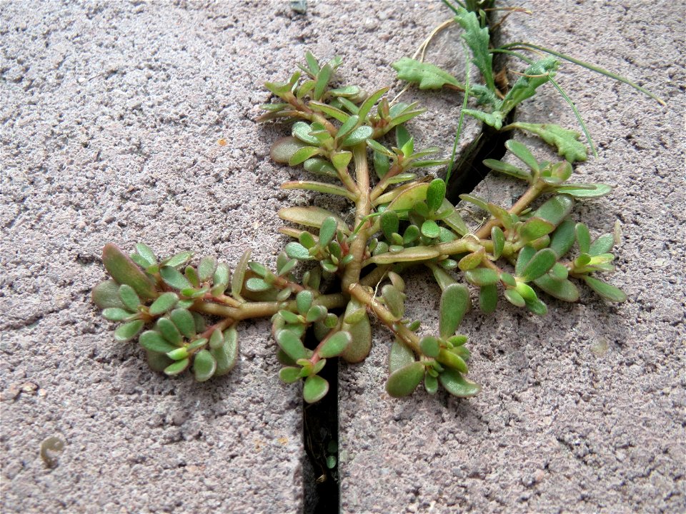Ritzenbotanik: Portulak (Portulaca oleracea) auf Pflastersteinen in Hockenheim