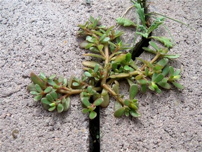 Ritzenbotanik: Portulak (Portulaca oleracea) auf Pflastersteinen in Hockenheim