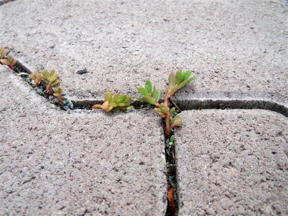Ritzenbotanik: Portulak (Portulaca oleracea) auf Pflastersteinen in Hockenheim