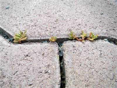 Ritzenbotanik: Portulak (Portulaca oleracea) auf Pflastersteinen in Hockenheim