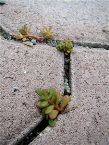 Ritzenbotanik: Portulak (Portulaca oleracea) auf Pflastersteinen in Hockenheim