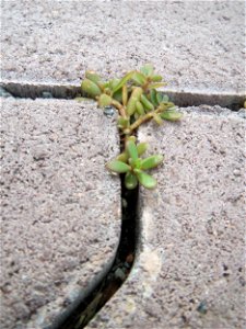 Ritzenbotanik: Portulak (Portulaca oleracea) auf Pflastersteinen in Hockenheim