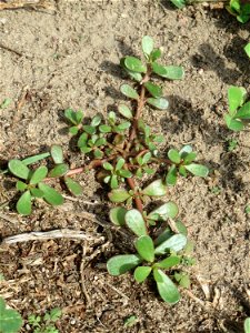 Portulak (Portulaca oleracea) auf einer halboffenen Sand-Brachfläche bei Hockenheim