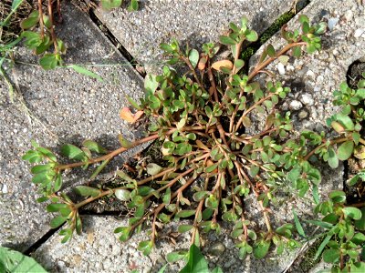 Ritzenbotanik: Portulak (Portulaca oleracea) auf Pflastersteinen in Reilingen