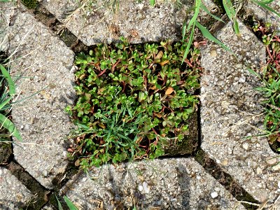 Ritzenbotanik: Portulak (Portulaca oleracea) auf Pflastersteinen in Reilingen
