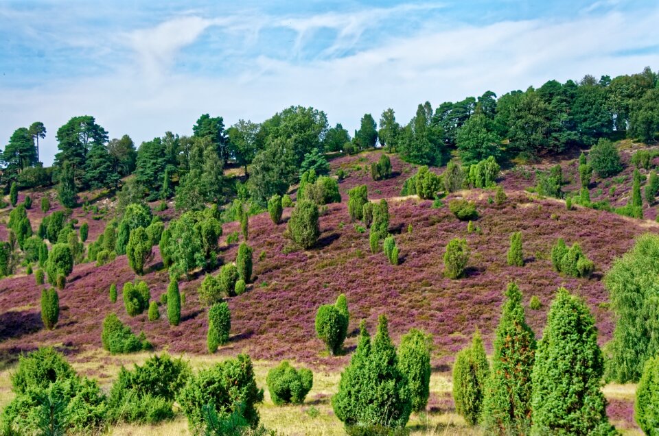 Heather nature reserve plant