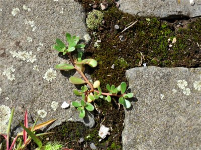 Ritzenbotanik: Portulak (Portulaca oleracea) auf Pflasterstein im Bürgerpark Saarbrücken