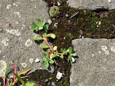 Ritzenbotanik: Portulak (Portulaca oleracea) auf Pflasterstein im Bürgerpark Saarbrücken photo