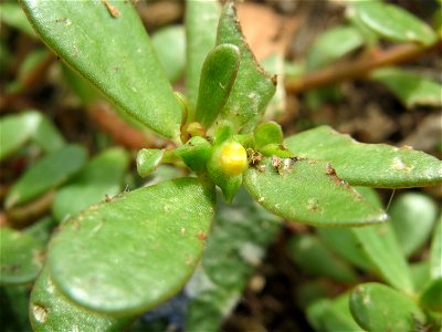 Die winzige und nur selten zu erhaschende Blüte vom Portulak (Portulaca oleracea) in Hockenheim-Talhaus