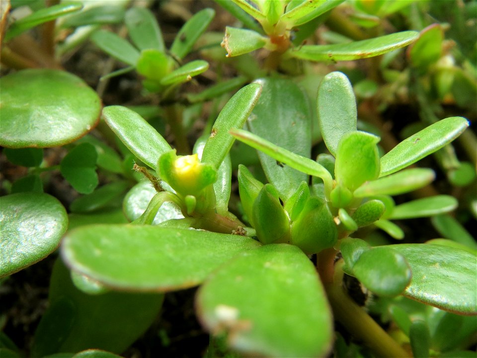 Die winzige und nur selten zu erhaschende Blüte vom Portulak (Portulaca oleracea) in Hockenheim-Talhaus
