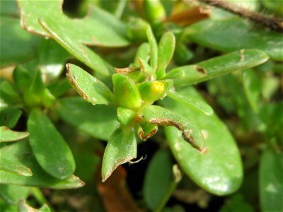 Die winzige und nur selten zu erhaschende Blüte vom Portulak (Portulaca oleracea) in Hockenheim-Talhaus