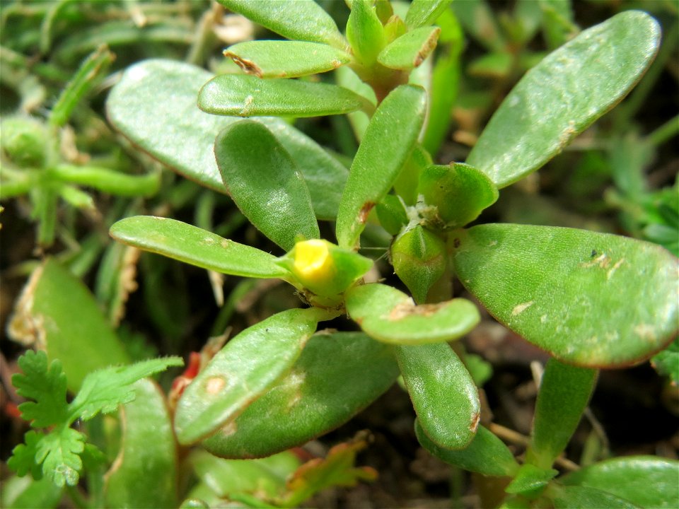 Die winzige und nur selten zu erhaschende Blüte vom Portulak (Portulaca oleracea) in Hockenheim-Talhaus